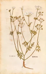 Alcaravea - Carum carvi (Caros) por Leonhart Fuchs de De historia stirpium commentarii insignes (Notable Commentaries on the History of Plants), grabado coloreado