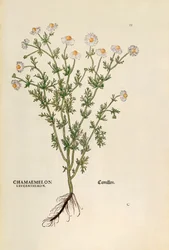 Manzanilla - Matricaria chamomilla (Chamaemelum leucanthemum) de De historia stirpium commentarii insignes (Notable Commentaries on the History of Plants)