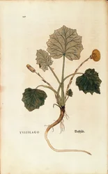 Tussilago (Tussilago farfara) por Leonhart Fuchs de De historia stirpium commentarii insignes, grabado coloreado
