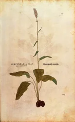 Bistorta común - Persicaria bistorta por Leonhart Fuchs de De historia stirpium commentarii insignes, grabado coloreado