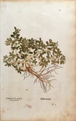 Verdolaga común - Portulaca oleracea (Portulaca sylvestris) de De historia stirpium commentarii insignes (Notable Commentaries on the History of Plants)