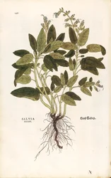 Salvia Común - Salvia officinalis (Salvia maior) de Leonhart Fuchs de De historia stirpium commentarii insignes (Comentarios Notables sobre la Historia de las Plantas)