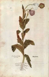 Amapola de campo