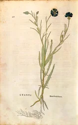 Aciano (Centaurea cyanus) por Leonhart Fuchs de De historia stirpium commentarii insignes (Notable Commentaries on the History of Plants), grabado coloreado