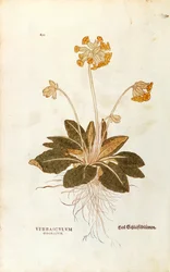 Primavera - Primula veris officinalis (Verbasculum odoratum) de De historia stirpium commentarii insignes (Notable Commentaries on the History of Plants)