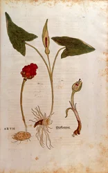 Aro Italiano - Arum italicum (Arum) de Leonhart Fuchs de De historia stirpium commentarii insignes (Comentarios Notables sobre la Historia de las Plantas)
