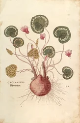 Ciclamen (Cyclaminus) por Leonhart Fuchs de De historia stirpium commentarii insignes, grabado coloreado