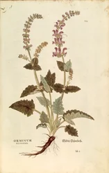 Boca de dragón (Horminum o Orminum sylvestre) por Leonhart Fuchs de De historia stirpium commentarii insignes (Notables Comentarios sobre la Historia de las Plantas), grabado coloreado