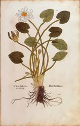 Nenúfar blanco europeo o loto blanco - Nymphaea alba (Nymphaea candida) por Leonhart Fuchs de De historia stirpium commentarii insignes (Comentarios Notables sobre la Historia de las Plantas), grabado coloreado