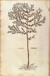 Alerce europeo (Larix decidua)