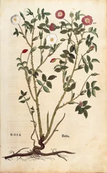 Rosa perenne (Rosa sempervirens) de Leonhart Fuchs de De historia stirpium commentarii insignes (Comentarios notables sobre la historia de las plantas), grabado coloreado