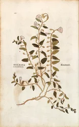 Correhuela - Convolvulus arvensis (Helxine cissampelos) de Leonhart Fuchs de De historia stirpium commentarii insignes (Comentarios notables sobre la historia de las plantas), grabado coloreado
