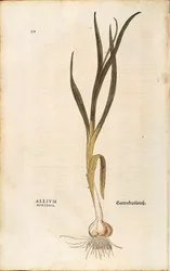 Ajo - Allium sativum (Allium hortense) por Leonhart Fuchs de De historia stirpium commentarii insignes (Comentarios Notables sobre la Historia de las Plantas), grabado coloreado