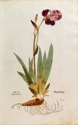 Iris alemán - Iris florentina (Iris germanica) de Leonhart Fuchs de De historia stirpium commentarii insignes (Comentarios notables sobre la historia de las plantas), grabado coloreado