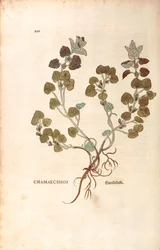 Hiedra terrestre - Glechoma hederacea (Chamaecissos) por Leonhart Fuchs de De historia stirpium commentarii insignes (Notable Commentaries on the History of Plants), grabado coloreado