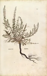 Brezo - Calluna vulgaris (Erice) de Leonhart Fuchs de De historia stirpium commentarii insignes (Comentarios notables sobre la historia de las plantas), grabado coloreado