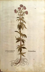 Eupatorio - Eupatorium cannabinum (Eupatorium adulterinum) de De historia stirpium commentarii insignes (Notable Commentaries on the History of Plants)