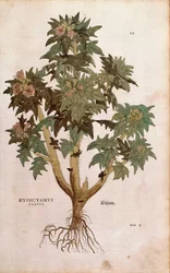 Beleño - Hyoscyamus niger (Hyoscyamus flavus) por Leonhart Fuchs de De historia stirpium commentarii insignes (Notable Commentaries on the History of Plants), grabado coloreado