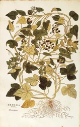 Hiedra (Hedera helix nigra aurea) de Leonhart Fuchs de De historia stirpium commentarii insignes (Comentarios notables sobre la historia de las plantas), grabado coloreado