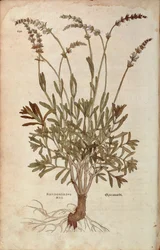 Lavanda - Lavandula spica por Leonhart Fuchs de De historia stirpium commentarii insignes, grabado coloreado