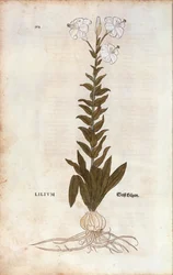 Lirio (Lilium) por Leonhart Fuchs de De historia stirpium commentarii insignes (Notable Commentaries on the History of Plants), grabado coloreado