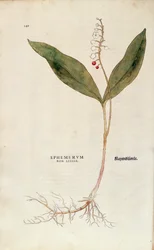 Lirio de los valles - Convallaria majalis (Ephemerum non letale) de De historia stirpium commentarii insignes (Notable Commentaries on the History of Plants)