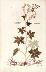 Acónito del norte (Aconitum lycoctonum) por Leonhart Fuchs de De historia stirpium commentarii insignes (Notable Commentaries on the History of Plants), grabado coloreado