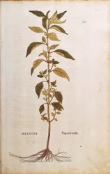 Parietaria - Parietaria officinalis por Leonhart Fuchs de De historia stirpium commentarii insignes, grabado coloreado