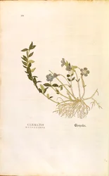 Pervinca - Vinca minor (Clematis daphnoides) de Leonhart Fuchs de De historia stirpium commentarii insignes (Notables Comentarios sobre la Historia de las Plantas)