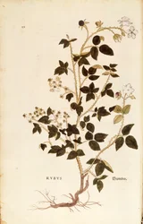 Placa: Zarzamora (Rubus) por Leonhart Fuchs de De historia stirpium commentarii insignes, grabado coloreado