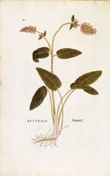 Betónica púrpura o hierba del obispo - Stachys officinalis (Betonica) de Leonhart Fuchs de De historia stirpium commentarii insignes (Comentarios notables sobre la historia de las plantas), grabado coloreado