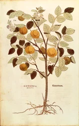 Membrillo - Cydonia oblonga (Cotonea malus) de Leonhart Fuchs de De historia stirpium commentarii insignes (Notables Comentarios sobre la Historia de las Plantas)