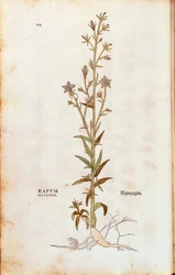 Campanilla de rampión - Campanula rapunculus (Rapum sylvestre) de Leonhart Fuchs de De historia stirpium commentarii insignes (Comentarios notables sobre la historia de las plantas), grabado coloreado