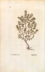 Eufrasia roja (Euphrasia officinalis) por Leonhart Fuchs de De historia stirpium commentarii insignes (Notable Commentaries on the History of Plants), grabado coloreado