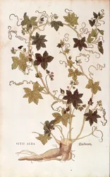 Bryonia roja - Bryonia dioica (Vitis alba) de Leonhart Fuchs de De historia stirpium commentarii insignes (Comentarios notables sobre la historia de las plantas), grabado coloreado