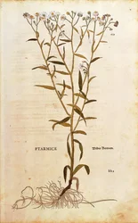 Milenrama - Achillea ptarmica por Leonhart Fuchs de De historia stirpium commentarii insignes, grabado coloreado