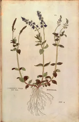 Verónica - Veronica officinalis o Verónica azul compacta - Veronica allionii (Chamaedrys vulgaris mas) por Leonhart Fuchs de De historia stirpium commentarii insignes (Notable Commentaries on the History of Plants), grabado coloreado