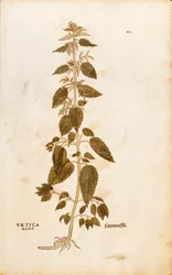 Ortiga - Urtica dioica por Leonhart Fuchs de De historia stirpium commentarii insignes, grabado coloreado