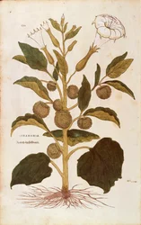 Estramonio - Datura stramonium por Leonhart Fuchs de De historia stirpium commentarii insignes, grabado coloreado