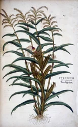 Turcicum Frumentum (Maíz) - en "De Historia Stirpium commentarii insignes" de Leonhart Fuchs