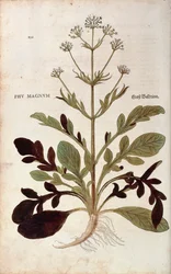 Valeriana - Valeriana officinalis (Phu magnum) por Leonhart Fuchs de De historia stirpium commentarii insignes (Notable Commentaries on the History of Plants), grabado coloreado