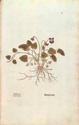 Violeta (Viola odorata) por Leonhart Fuchs de De historia stirpium commentarii insignes, grabado coloreado