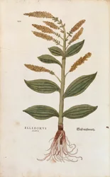 Hellebore blanco - Veratrum album por Leonhart Fuchs de De historia stirpium commentarii insignes, grabado coloreado