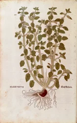 Marrubio blanco (Marrubium vulgare) de Leonhart Fuchs de De historia stirpium commentarii insignes (Comentarios notables sobre la historia de las plantas), grabado coloreado