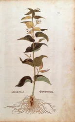 Vincetóxico blanco (Cynanchum vincetoxicum)