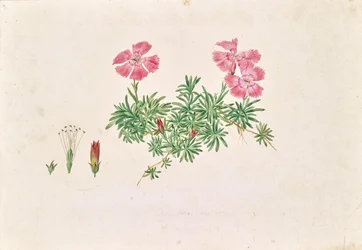 Clavel alpino (Dianthus alpinus)
