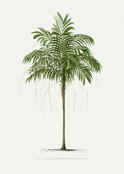 Ii Areca monostachya