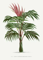 Kentiopsis