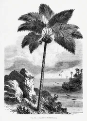 Dibujo vintage de una palmera I