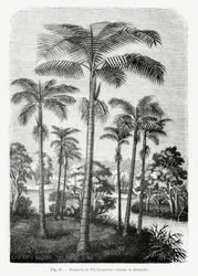 Dibujo vintage de una palmera II